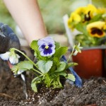 Thinking of getting into the garden this Spring?